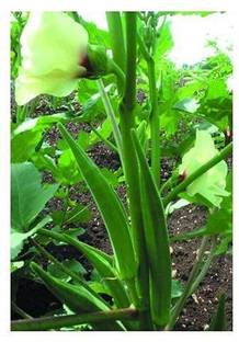 CYBEXIS GUA-66 - Okra Lady’s Finger F-1 Hybrid - (450 Seeds) Seed