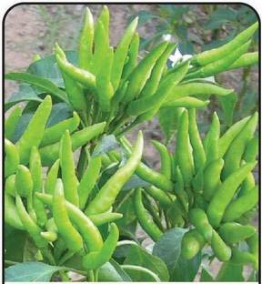 ActrovaX XXX Pepper Chilli Hybrid Bengali Surajmukhi Type [1000 Seeds] Seed