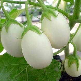 MKR Enterprises Brinjal Seed