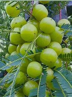 SANJU Amla Plant