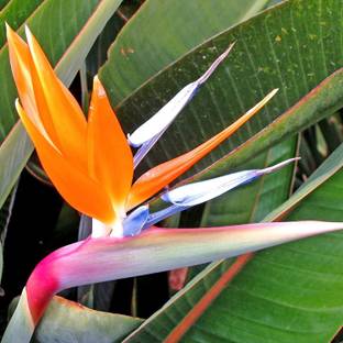 AgroAcres Bird of Paradise Exotic Flower 25 Seeds For Sowing, All Season Flower Plant Seed