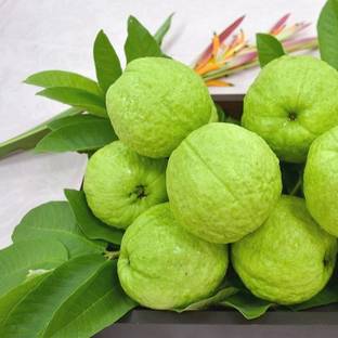XOLDA Guava Amrood Seed