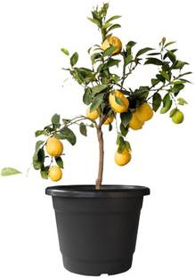 TrustBasket Bhuvi pots 14 inch Black (Set of 3) Plant Container Set