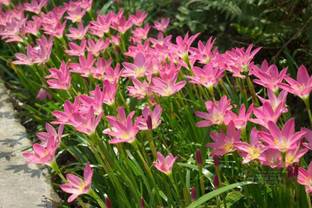 ADITYA GREEN PLANTS AGP Lily Plant