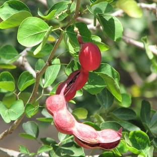 ADITYA GREEN PLANTS AGP Tamarind Plant