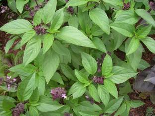 ADITYA GREEN PLANTS AGP Basil Plant