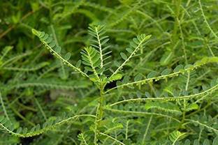 ADITYA GREEN PLANTS AGP Amla Plant