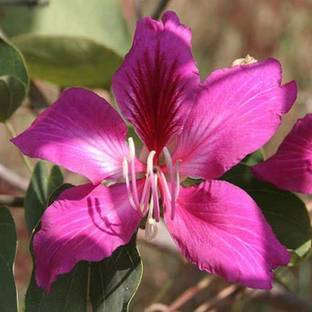 Vijay Sales Bauhinia Acuminata Plant