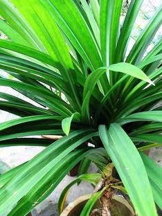 Daffodils Pandanus Plant