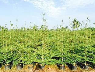 PLNZLY Terminalia/Arjuna Plant