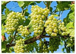 PLNZLY Grape Plant