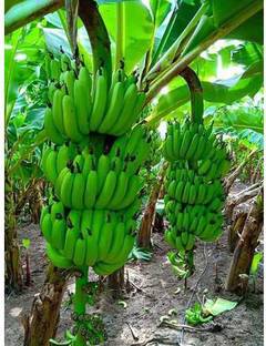 Sisa Banana Plant