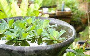 Ukanda Water Pennywort