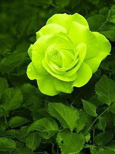 SAVE GREEN Rose Plant