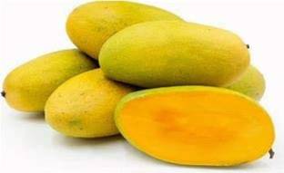 VIJAY GREENERY Mango Plant