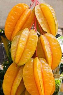 Cloud Farm Star Fruit Carambola Grafted Plant