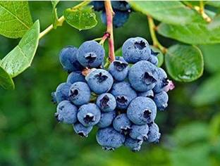 VIJAY GREENERY Grape Plant