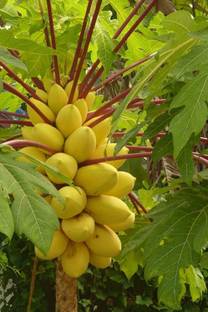 SeedsVille Golden Thai Dwarf Papaya Seed