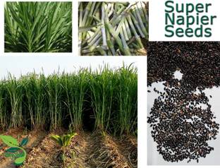 EasySeeds Super Napier Grass,Hybrid Grass,Australian Red Napier Grass,Elephant Grass Seed