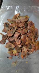 grassland Nepali Sisam/Sheesham/Dalbergia sissoo Pack of 10 Grm Seed