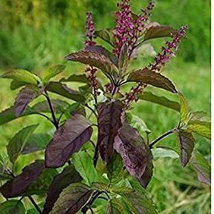 PALAK Tulsi Plant