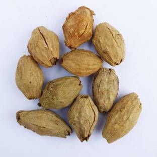 grassland Melia dubia Seed