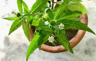 natikrd Bhringraj Plant