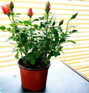 Sisa Rose Plant