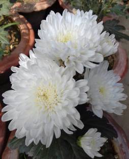 PB HONEY PRIYA PLNTS White Money Plant