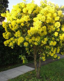 MircleGarden ZZ Plant