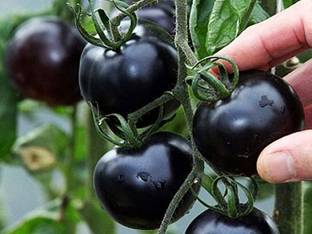 Sagarvanshi Black Tomato F1 Hybrid ( 250 Per Packet ) Seed