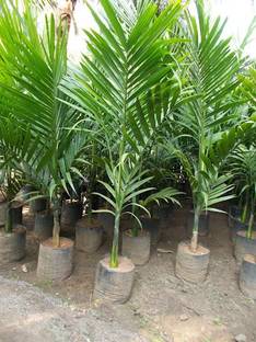 My Dream Nursery Sugarcane