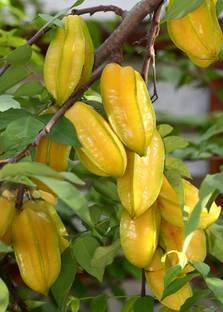 PB HONEY PRIYA PLNTS Star Fruit Carambola Grafted Plant
