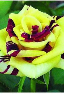 Rainbow Garden Rose Plant