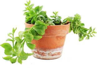 Ultima Search Aptenia Cordifolia Plant