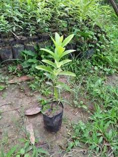 PLANTGENIC NATURE White Sandalwood Plant