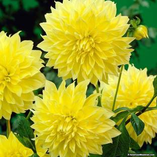 PB honey priya plant Draffe Plant