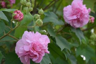 MAITRA AND SONS Lotus Plant