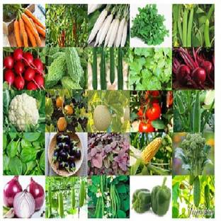 ALPINE HYBRID SEEDS Natural MIX VEGETBLE SEEDS ( pack of 50) Seed