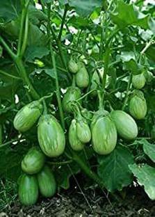 natikrd Brinjal