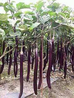 MKR Enterprises Bengan Seed