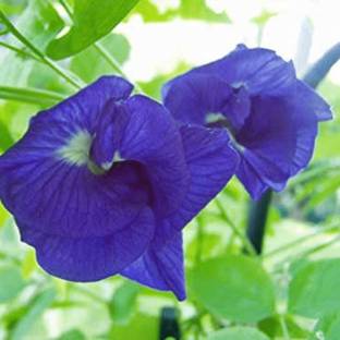 PB honey priya plant Aparajita/ Butterfly Pea Plant
