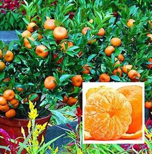 ROYAL NURSERY Orange Plant