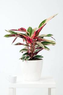 Sisa Maparang Plant