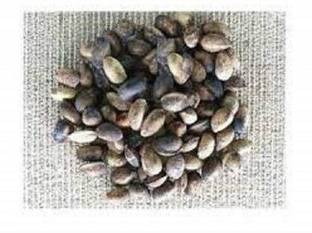 grassland Simarouba glauca,Paradise Tree,Bitterwood,Lakshmi taru,Quassia Pack of 1000Gr Seed