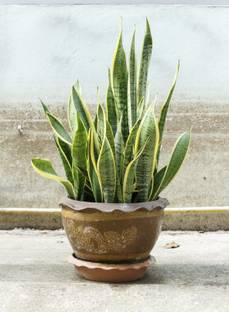Earth Plant Farm Snake Plant