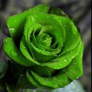 GreenyOn Rose Plant