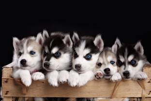 Poster Husky Dogs Siberian Husky Puppy Winter Cute Snow Baby sl-13032 (Wall Poster, 13x19 Inches, Matte Paper, Multicolor) Fine Art Print