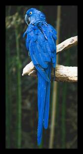 Ritwika's Beautiful Bird Blue Parrot Sitting On Branch of Tree Framed Painting Digital Reprint 13.5 inch x 7.5 inch Painting