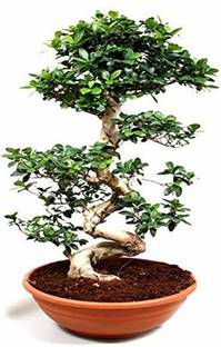 GRTFLIX Ficus Bonsai Plant